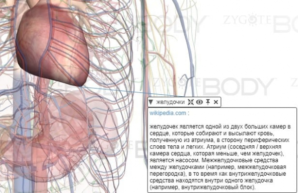 Онлайн 3D диаграммы анатомии человека