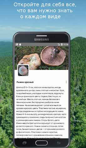 Как определить грибы по фотографии